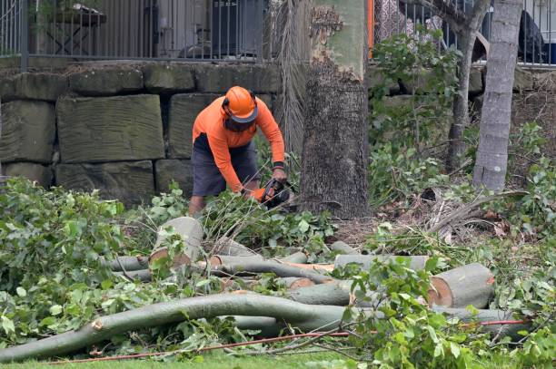 How Our Tree Care Process Works  in  Interlachen, FL