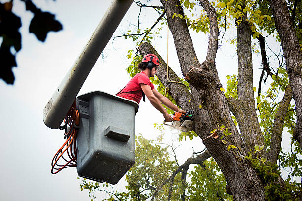 Best Commercial Tree Services  in Interlachen, FL